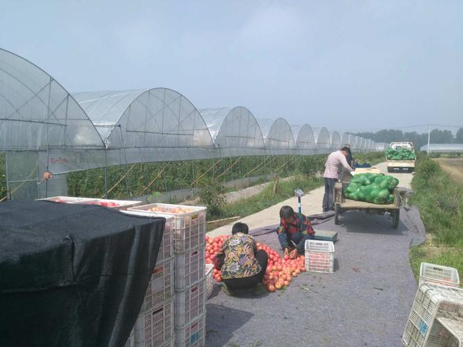 云田商城深入田間地頭助力當?shù)剞r產品銷售