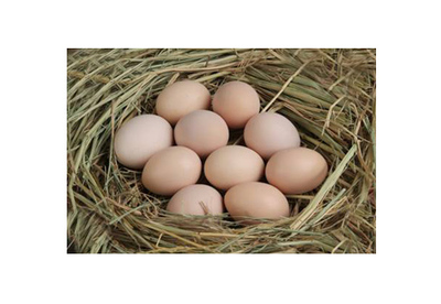 特色禽蛋-農樂網-優質農產品訂購平臺和生態農業旅游