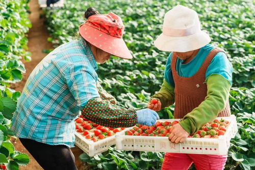 農(nóng)業(yè)品牌保護,如何有力且高效