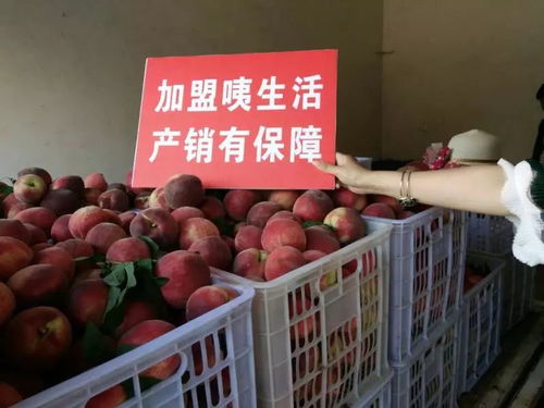 電商賦能，城固家禽“飛”向全國